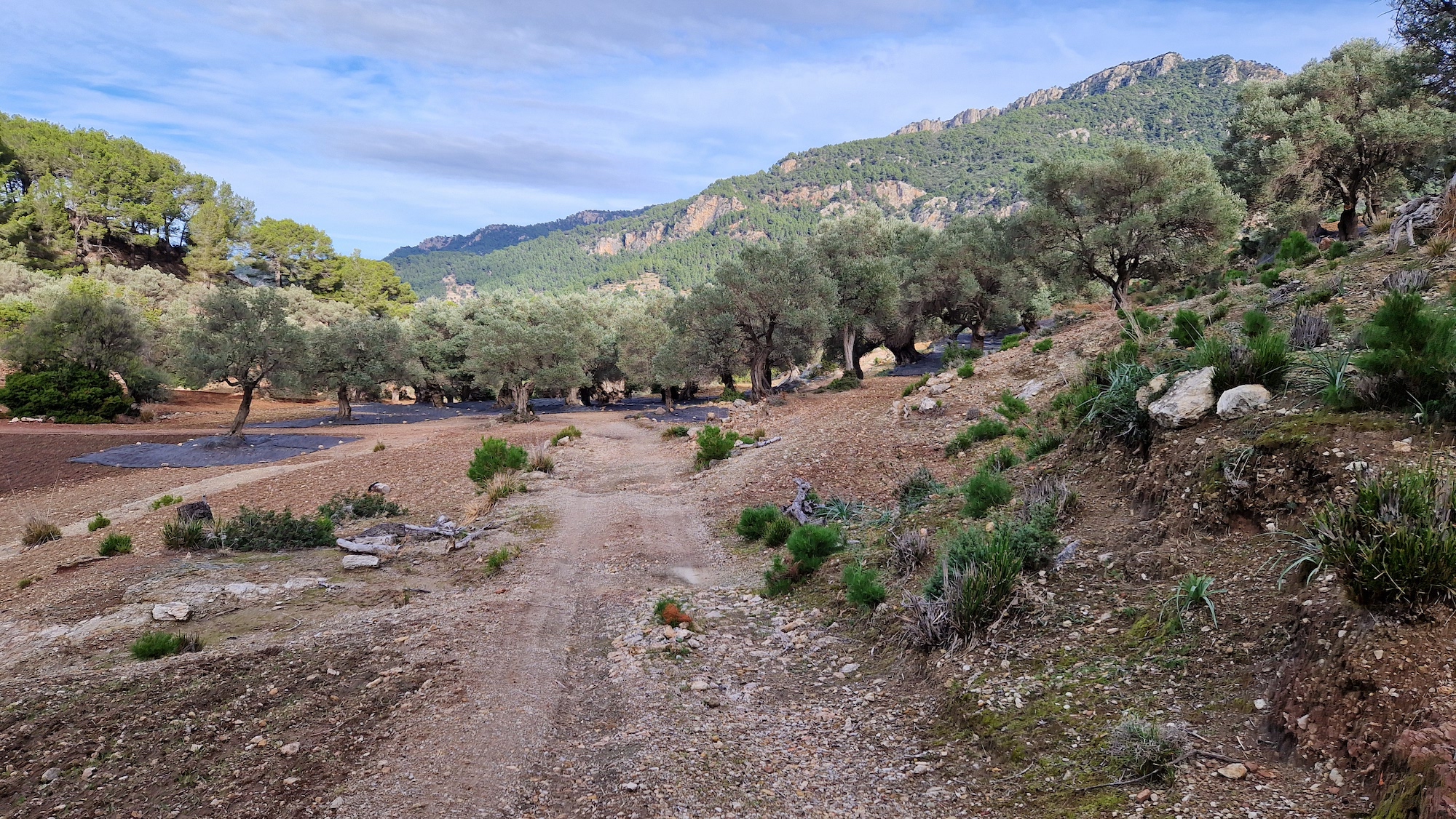 Zona de olivos