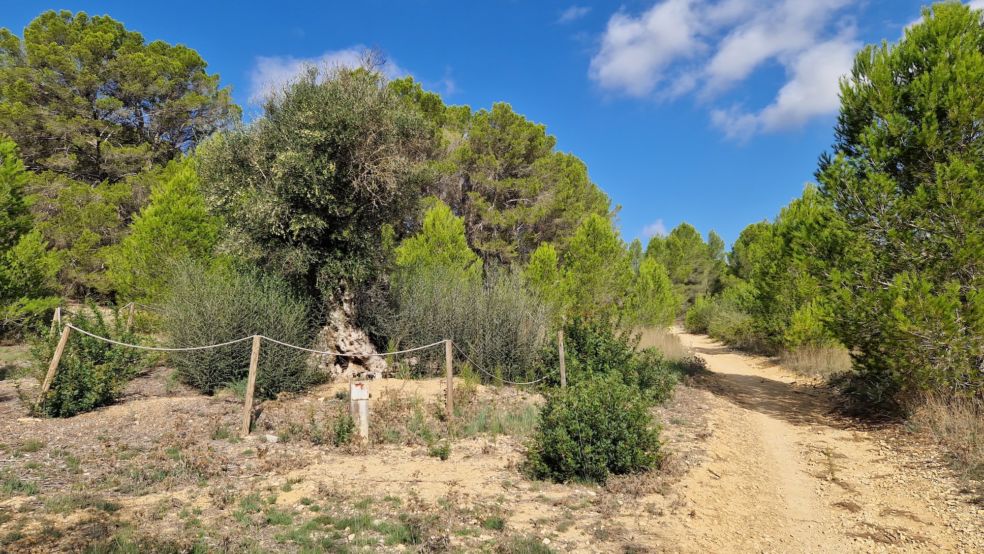 oliveras protegidas y catalogadas como árbol singular