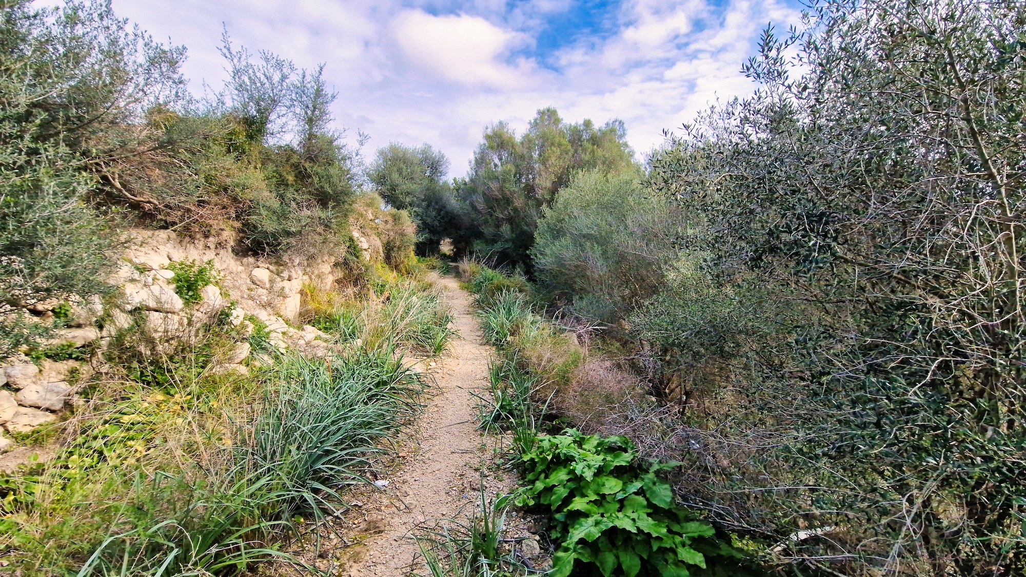 Camí Vell de Sineu Camí Vell de Sineu