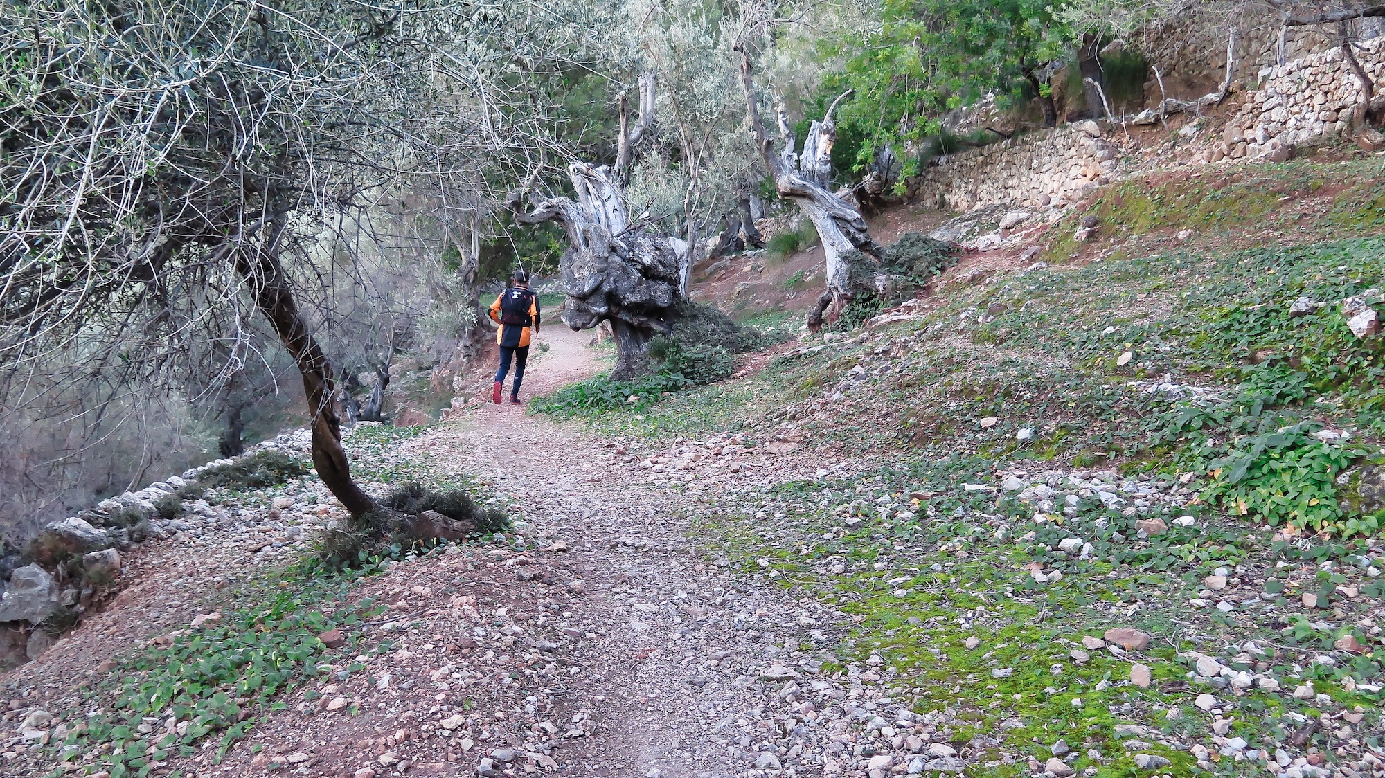 Camino entre oliveras