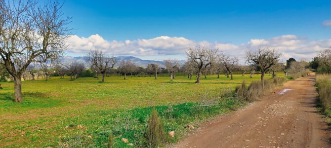 Ruta Coanegra (Sa Nova Cabana, Son Macià, Son Ramonell, Ses Cases Noves)