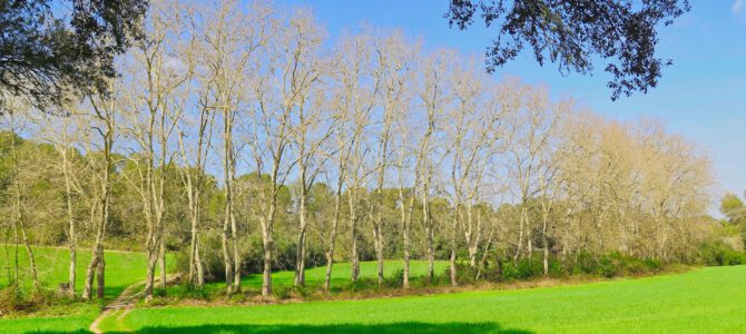 Volta camí de Castellitx, Ermita de la Pau