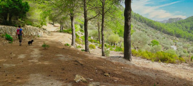 Pas de n’Arbona, Ca’n Bajoca, Ses Rotes