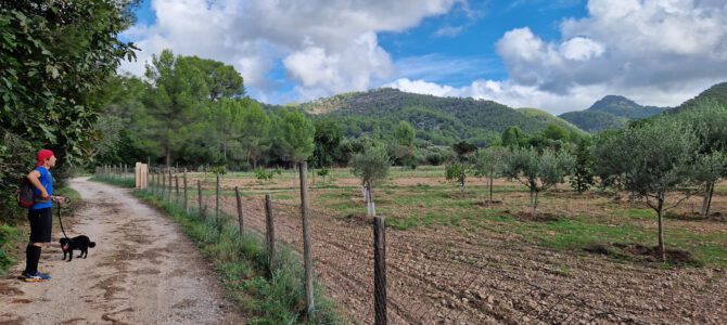 Volta Galilea – Calvià (GR221C, Rota des Xorc, Pla des Pins)