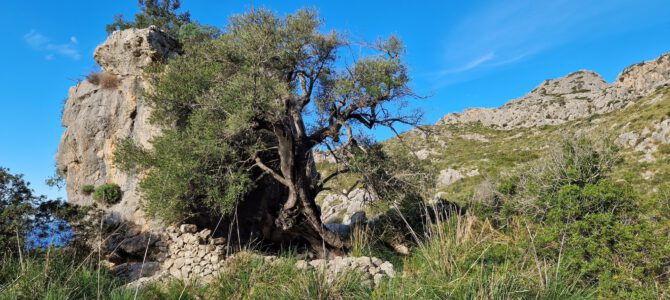Torrent de Mortitx, Pla de ses Vergues, La Malé