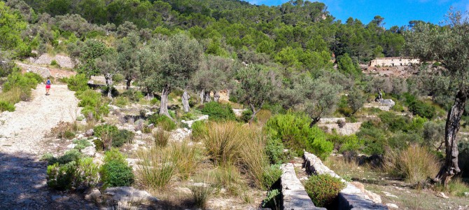 Coll d’Estellencs por el Camí de Es Grau y Camí vell d’Estellencs