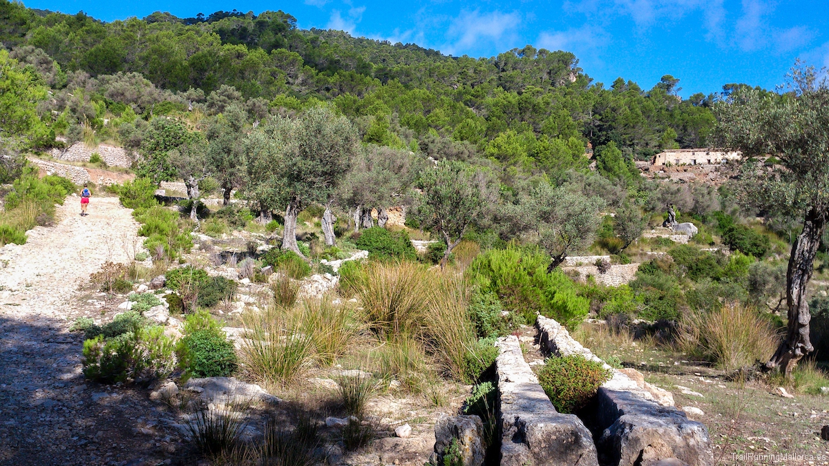 Coll d'Estellencs por el Camí de Es Grau y Camí vell d'Estellencs